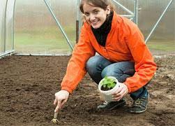 Plantation Maharana Pratap Horticultural University in Karnal