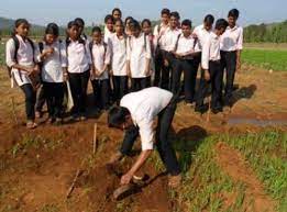 Plantation Dr. Balasaheb Sawant Konkan Krishi Vidyapeeth in Palghar