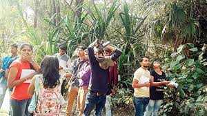 Planting at Navsari Agriculture University in Navsari