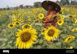 Sunflower Orissa University Of Agriculture And Technology (OUAT), Bhubaneswar in Bhubaneswar