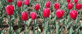 Rose farming Central Institute Of Temperate Horticultural (CITH), Srinagar in Srinagar