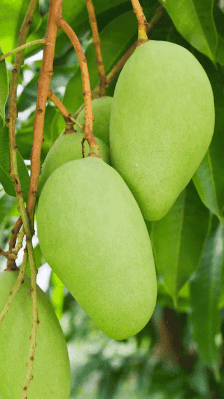 which state produces highest mango in india